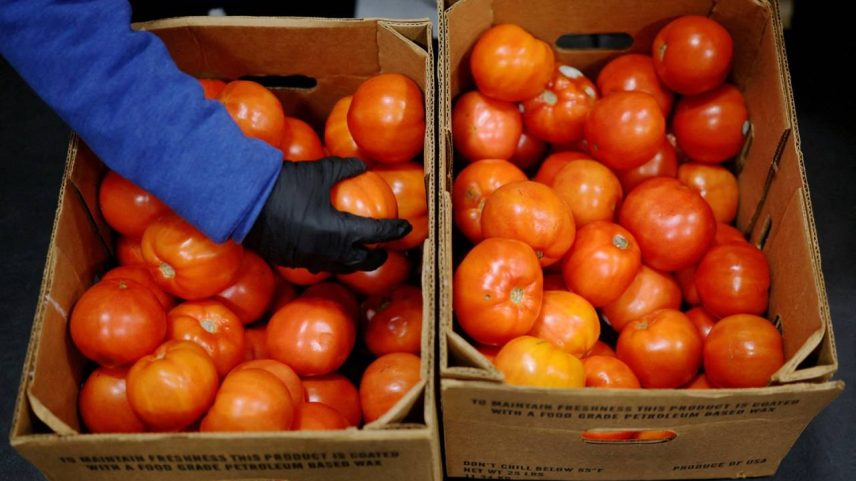 Trabalhadores separam tomates na despensa de alimentos da La Colaborativa, enquanto os benefícios de auxílio alimentar, incluindo os pagamentos do SNAP, serão suspensos a partir de 1º de novembro devido à paralisação do governo dos EUA, em Chelsea, Massachusetts, EUA, 29 de outubro de 2025. REUTERS/Brian Snyder