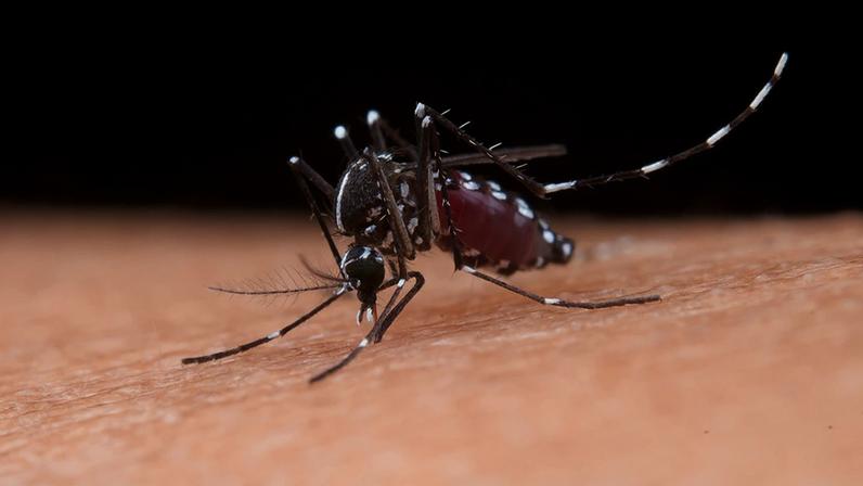 A epidemia de dengue no Brasil em 2024 foi a maior já detectada Aedes aegypti é o mosquito transmissor da dengue e da febre amarela urbana – Foto: jcomp / Freepik