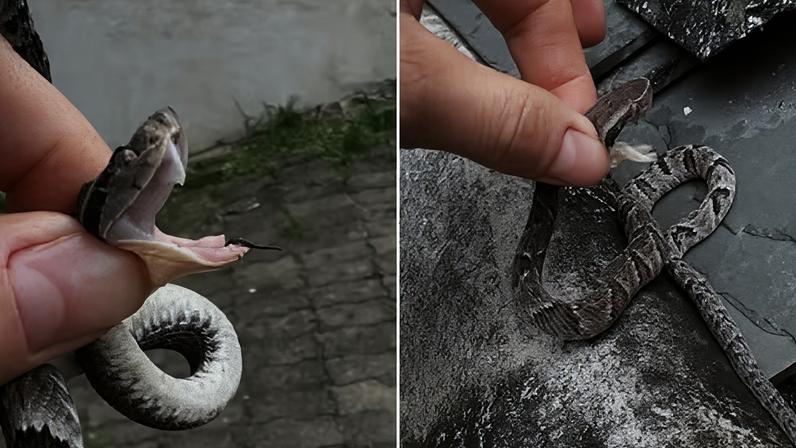 Tatuadora impressiona ao pegar jararaca com a mão e sair ilesa: "Não façam em casa"