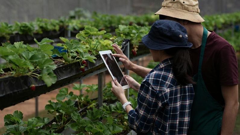 Duas pessoas olhando um tablet e à frente delas uma plantação