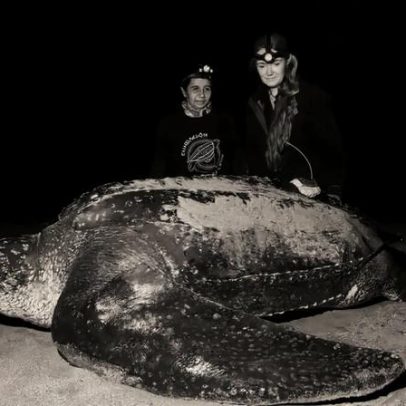 Cientistas acompanham tartaruga-leatherback rara no Pacífico Oriental