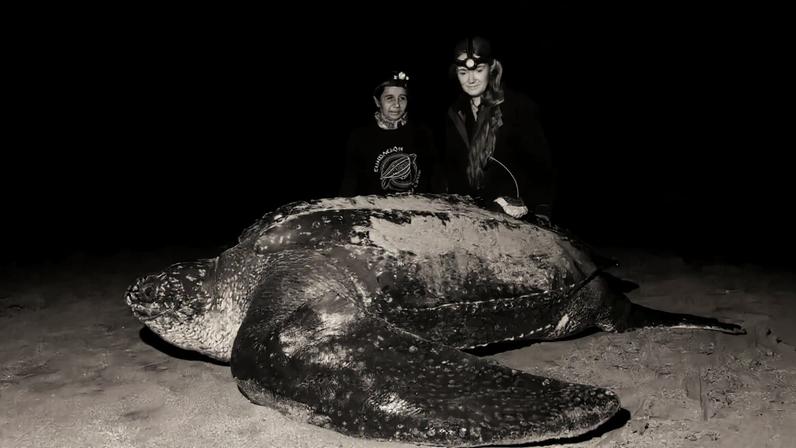 Cientistas acompanham tartaruga-leatherback rara no Pacífico Oriental