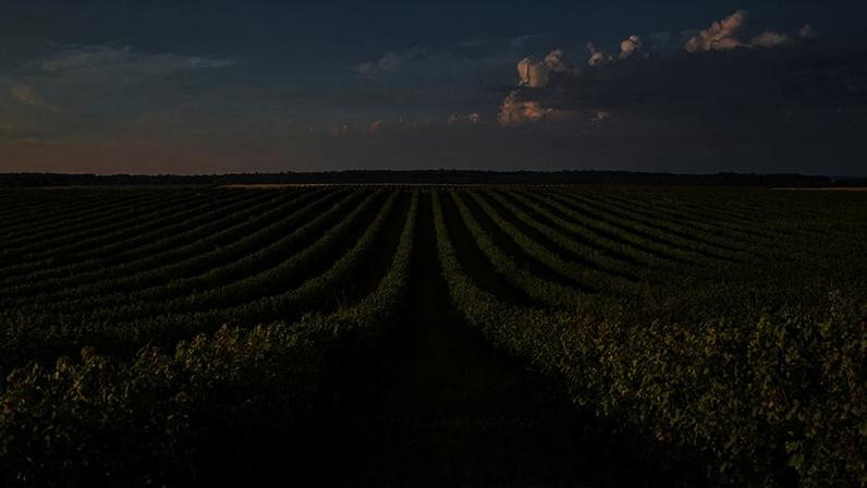 O Brasil produz cerca de 157 milhões de toneladas de soja por ano, e eventos climáticos extremos podem comprometer a produtividade da cultura