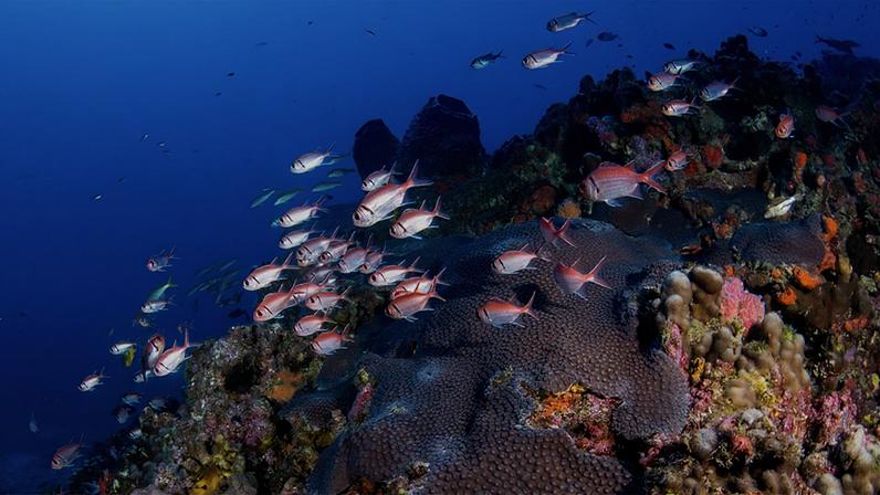 Fotografia subaquática colorida de um recife de coral. No centro, um cardume de peixes, de cor vermelho-rosada e olhos grandes, nada sobre uma grande placa de coral roxo-escuro. O recife ao redor tem esponjas e corais em tons vivos de laranja, rosa e amarelo. Ao fundo, a água exibe um azul profundo e cristalino.