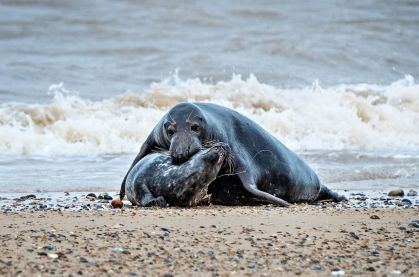 Um macho adulto de foca-cinzenta ataca um filhote da mesma espécie