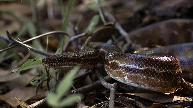 Uma jiboia arco-íris do Cerrado, cobra com padrões marron e bege, em uma região de mata