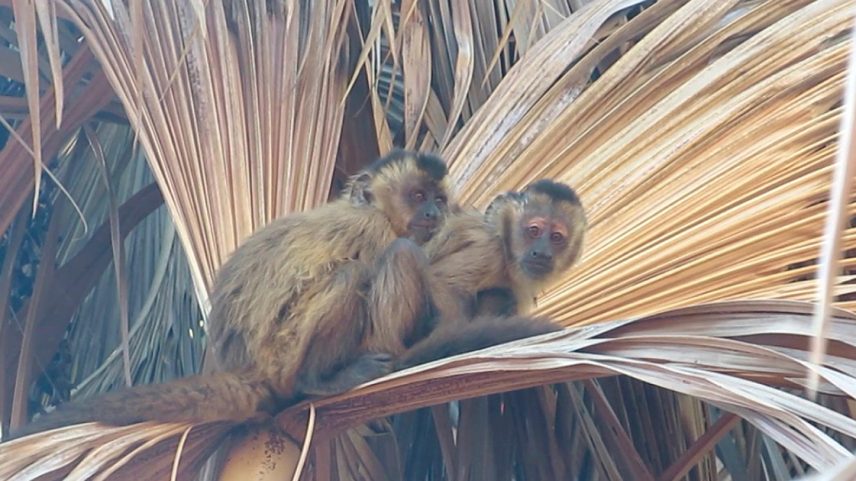 Dois macacos-pregos com pelagens em tons marrom claro e bege. Eles estão abraçados, montados um no outro. Fundo folhas de palmeira secas.