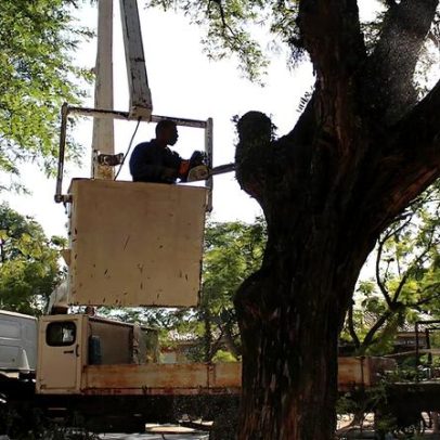 Sistema a laser otimiza poda de árvores e reduz risco de queda