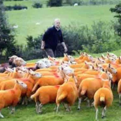 Ovelhas laranja de Cumbria: cor de proteção vira atração turística