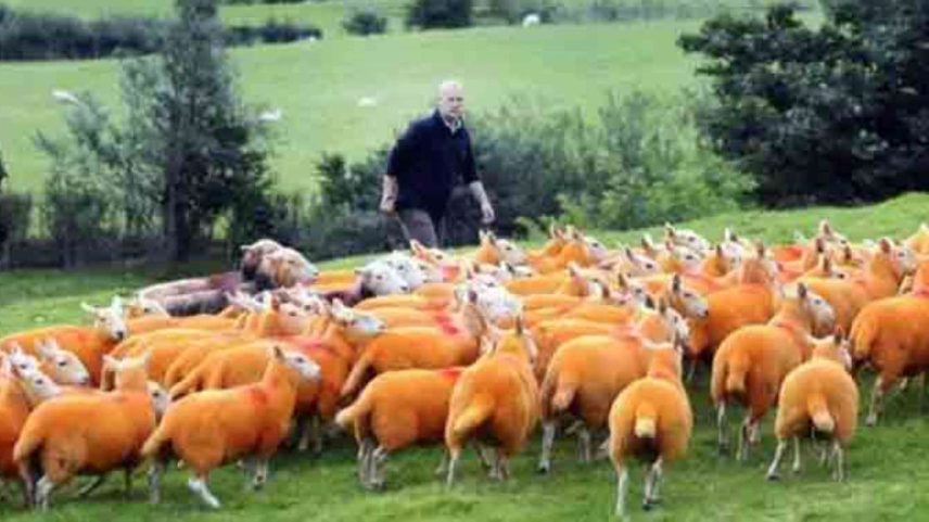 No coração de Cumbria, um fazendeiro decidiu transformar o seu rebanho em um espetáculo visual ao tingir 800 ovelhas com laranja neon. A medida, que nasceu como resposta prática contra furtos recorrentes, ganhou repercussão nacional e internacional, pois além de proteger os animais, mudou a paisagem rural e atraiu visitantes curiosos.