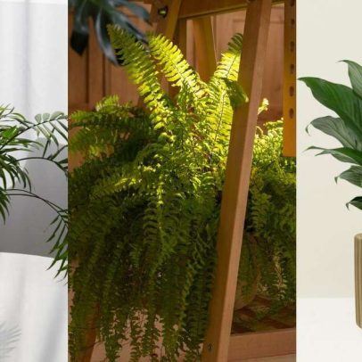 Sete plantas ideais para salas escuras que requerem pouca luz