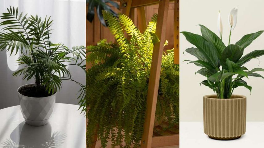 Conheça 7 plantas resistentes para salas escuras