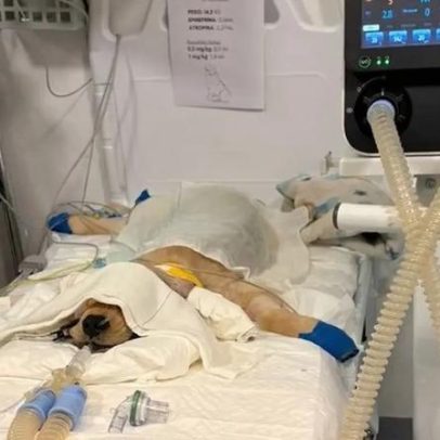 A corrida pela vida de Apollo: história de um filhote de Golden Retriever