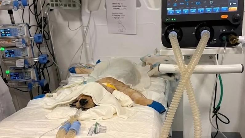 A corrida pela vida de Apollo: a história emocionante de um filhote de Golden Retriever
