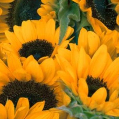 Girassóis atraem pela beleza e pelo movimento de seguir o sol