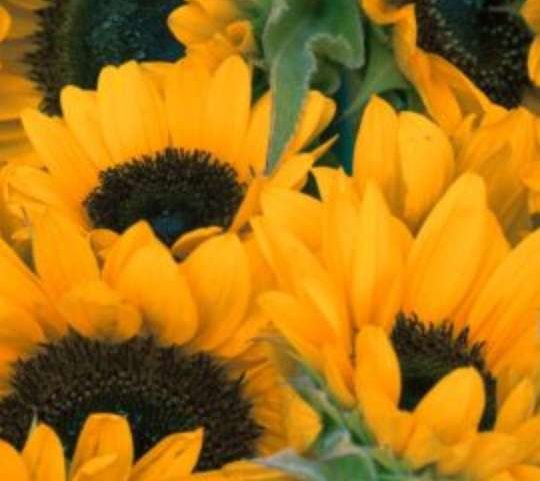 Girassóis atraem pela beleza e pelo movimento de seguir o sol