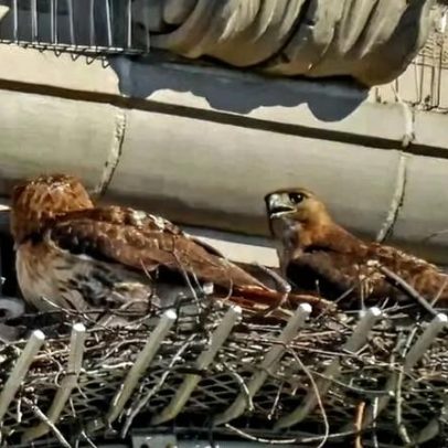 Relacionamento May-December envolve dois Hawks da Quinta Avenida