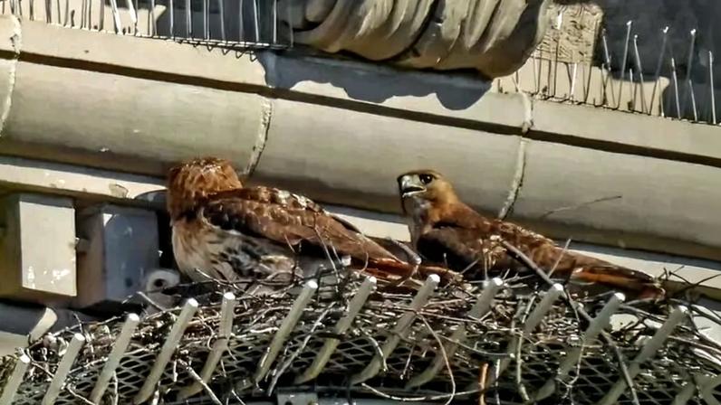 Two birds in a nest on the exterior of a building.