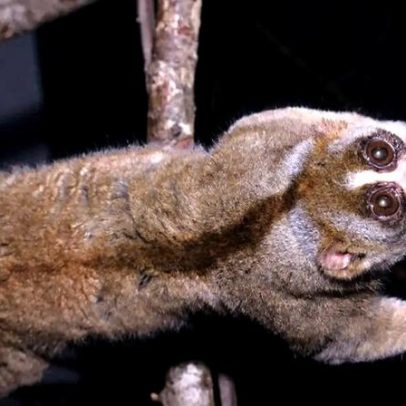 Quatro mamíferos venenosos existem, aponta estudo