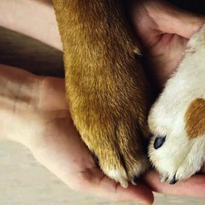 Antes de adotar um pet, confira o que você precisa saber