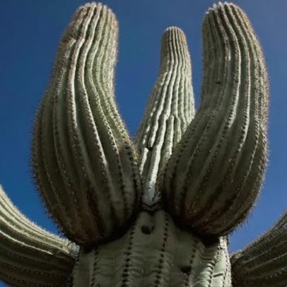 Beber água de cacto pode ser perigoso, derrubando mito da sobrevivência no deserto