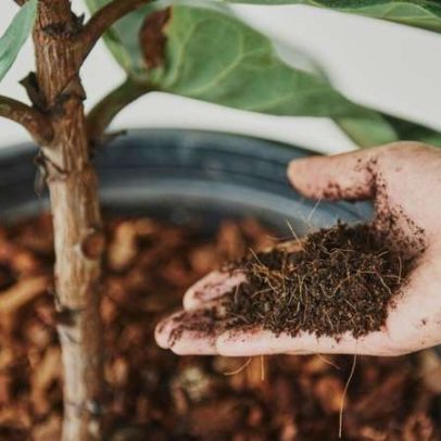 Restos de comida nas plantas podem matá-las, alerta especialistas