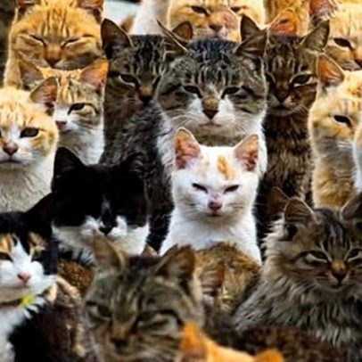 Catnomics: como a paixão por gatos no Japão se tornou indústria de bilhões