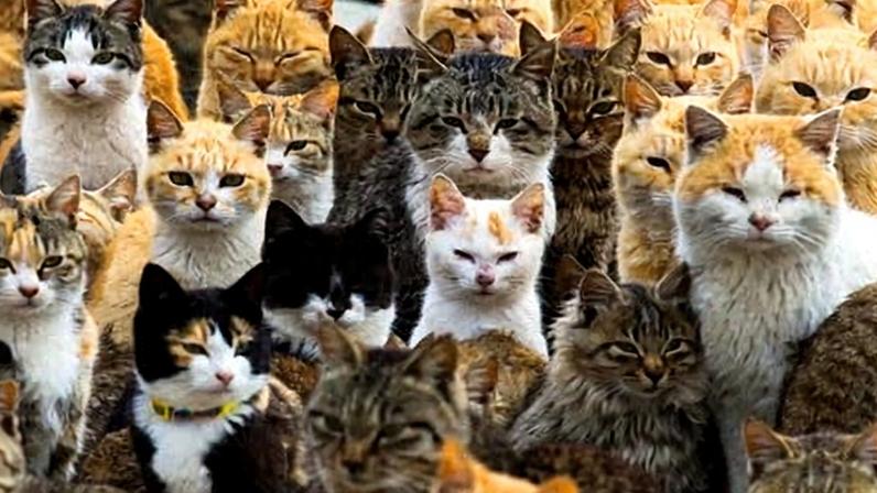 Cats crowd the harbour on Aoshima Island in the Ehime prefecture in southern Japan.