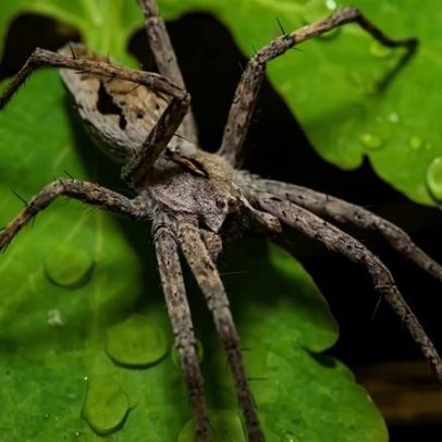 Aranha engana fêmeas com presentes falsos em troca de sexo