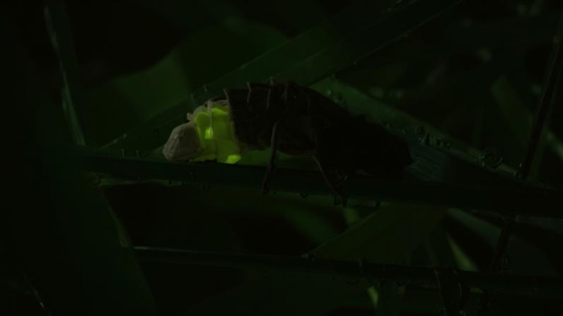 Vaga-lume preto com uma faixa verde brilhante no corpo, rastejando sobre folhas verdes escuras com gotas de água, em ambiente noturno