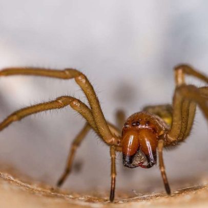 Proteção contra aranha-marrom sem gastar dinheiro com itens de casa