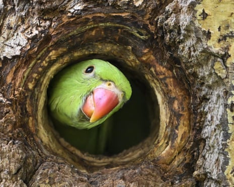 A good whistle can earn a sticker with a parakeet and the phrase ‘absolute assobio’, the Portuguese word for whistling.