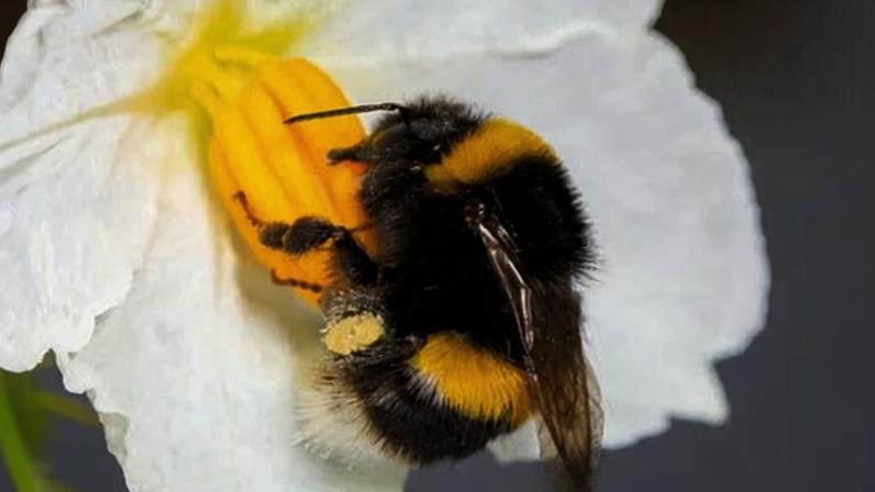 Collecting pollen is far more exhausting for bees than scientists realised, research from the University of Sussex finds.