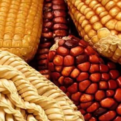 Milho sustenta alimentação e economia rural