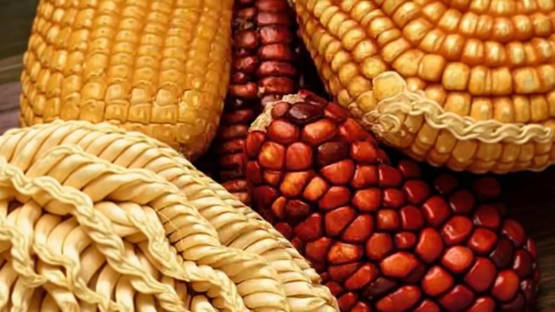 Milho sustenta alimentação e economia rural