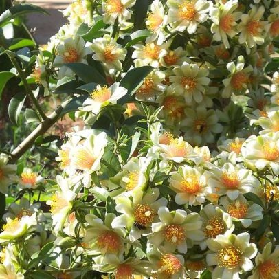 Redes sociais impulsionam resgate de plantas nativas antes restritas ao interior