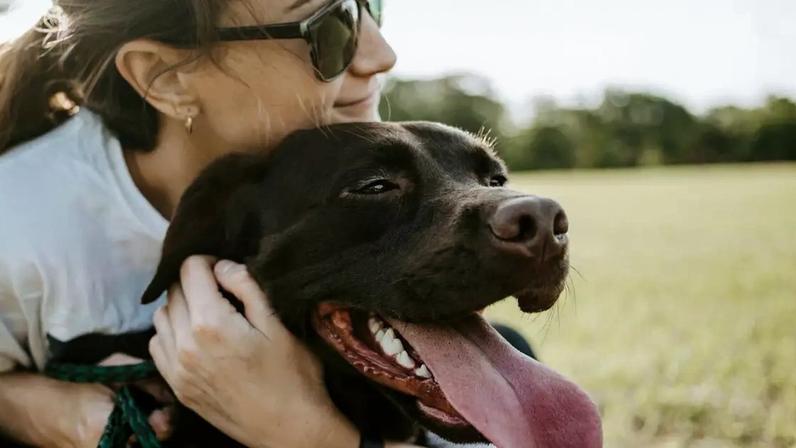 Animais machos ou provenientes de abrigos têm maior probabilidade de sentir ansiedade quando estão sozinhos.