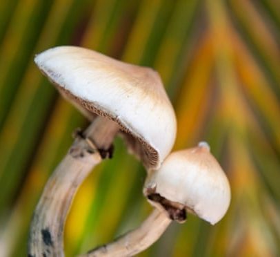 Dose única de cogumelo mágico pode provocar alterações anatômicas no cérebro