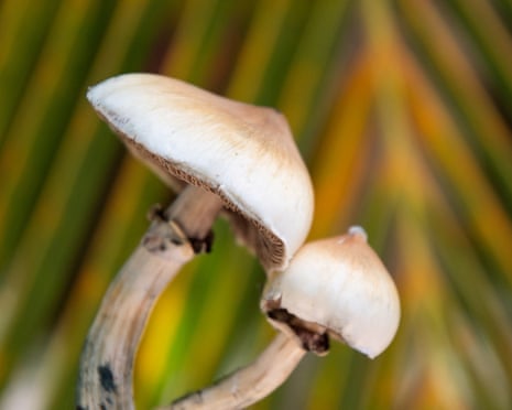 Psychedelic mushrooms containing the psychoactive compound psilocybin.