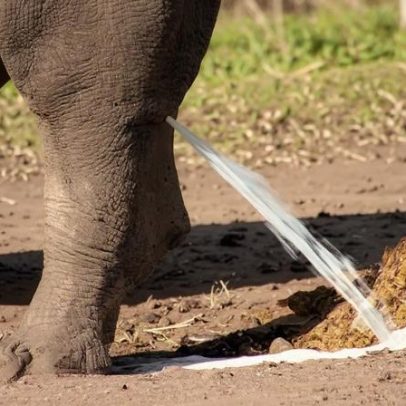 Com bexiga cheia, humano e elefante levam o mesmo tempo para urinar
