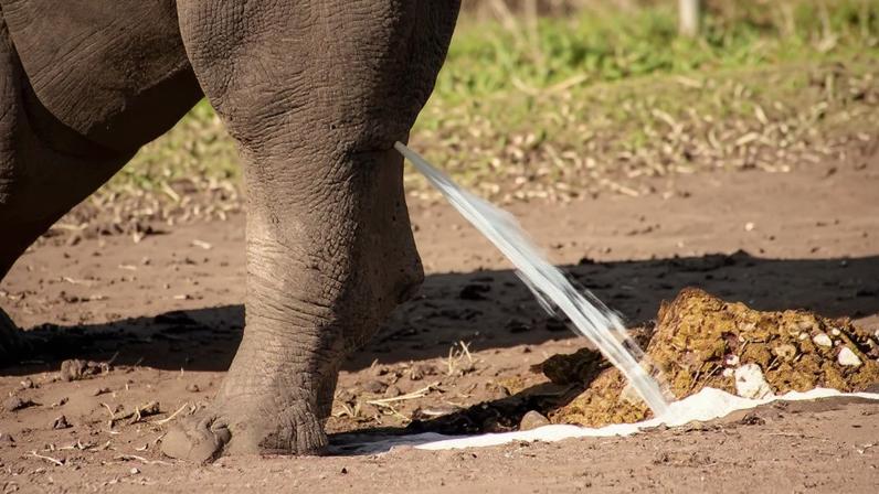 Perna e pé de um elefante cinza em solo marrom, com um jato de urina atingindo um monte de esterco e espirrando água