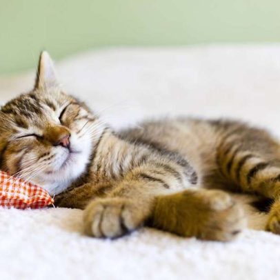 Crescer com animais: pets ajudam no desenvolvimento emocional e social infantil