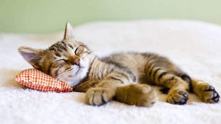 gatos -depositphotos.com/maxym