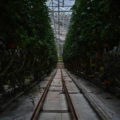 Técnica simples evita amarrar tomates em estacas e economiza espaço