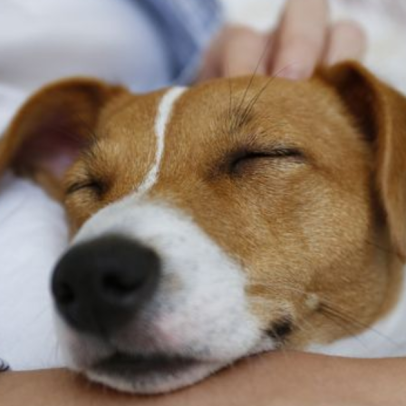 Cachorro dorme encostado no tutor e impactos na saúde mental de ambos