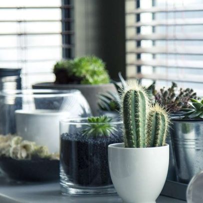 Plantas ideais para o ambiente doméstico e dicas de cultivo