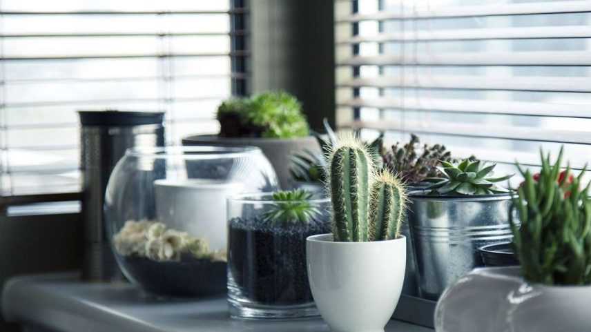 Plantas ideais para o ambiente doméstico e dicas de cultivo
