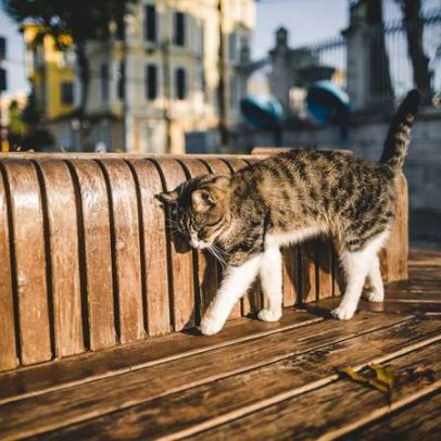 Piscar lento: como o gesto é interpretado como sorriso pelos gatos