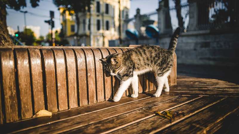 Piscar lento: como o gesto é interpretado como sorriso pelos gatos