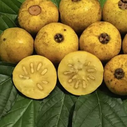 Fruta típica do Cerrado e da Mata Atlântica reaparece em quintais e jardins